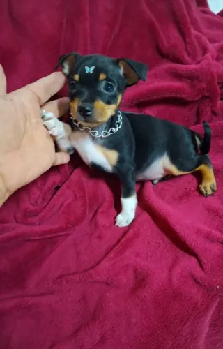 Pin?her