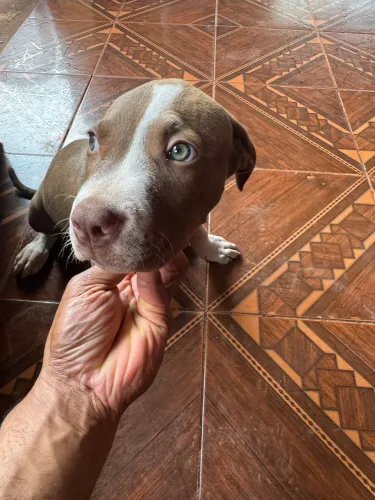 Pitbul APBT 