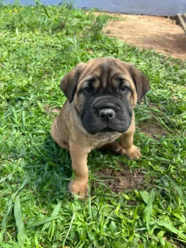 Cane corso