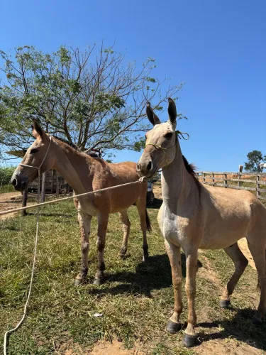 Casal de burro marchador 20mil