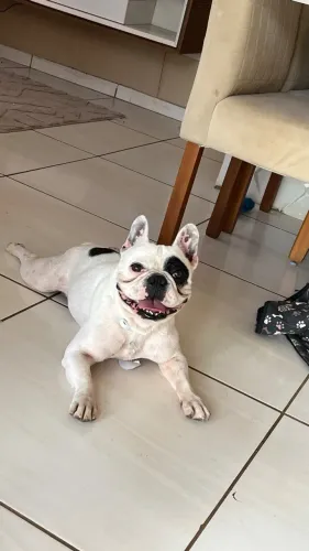 Buldogue Francês Disponível P/ Cruzar