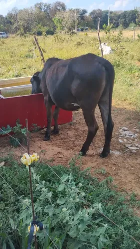 Vendo novilha girolando