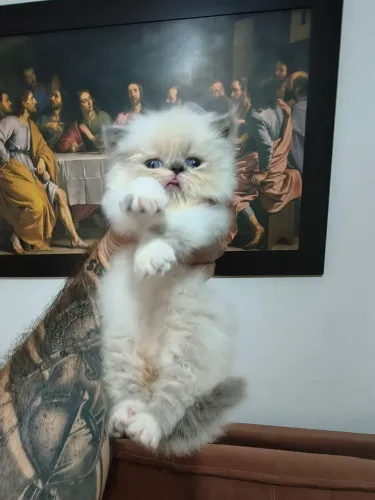 Filhote de Gato Persa 