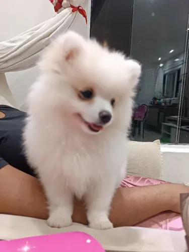 Lulu da Pomerânia Macho Branco| Spitz Alemão | 90 dias.
