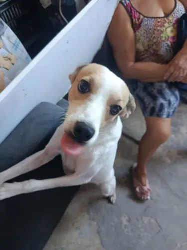 Doa-se cachorro!