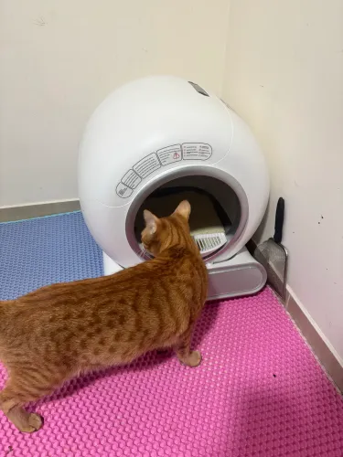 Caixa de areia automática de gatos