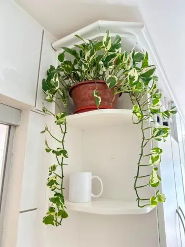 Jiboia variegata grande com vaso | Planta pendente, cheia e bem enraizada