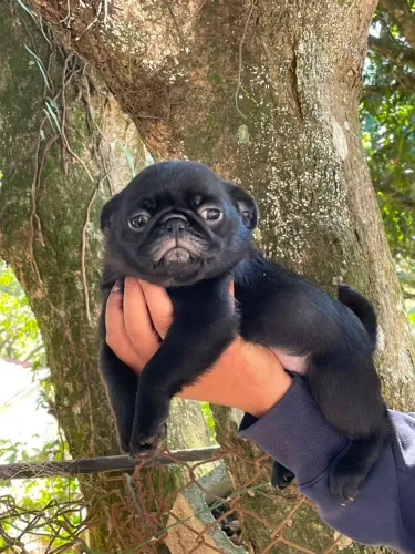 Filhote de Pug Preto Fêmea