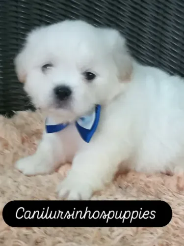 Maltes bebês disponíveis garanta hoje seu bebe .