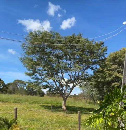 Vaga para Vaqueiro e Serviços gerais fazenda