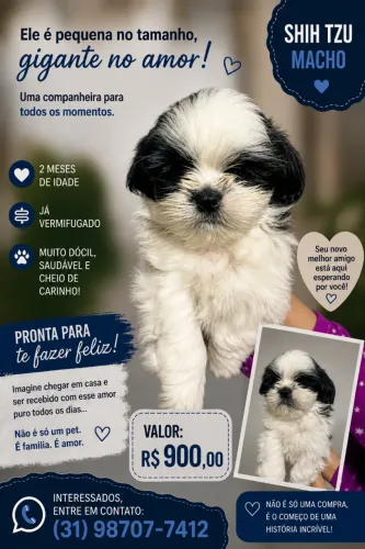 Filhote de Shih Tzu Macho - Muito Dócil e Saudável