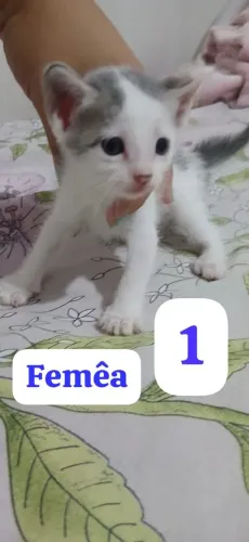 DOAÇÃO DE GATOS FILHOTES