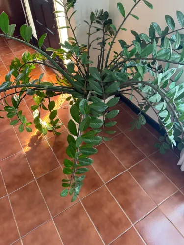 Lindo Vaso de Zamiocuca - planta natural