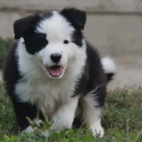 Filhotes de Border Collie | Filhotes lindos e bem cuidados