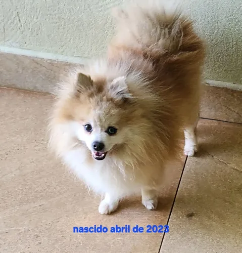 Spitz Alemão Anão macho