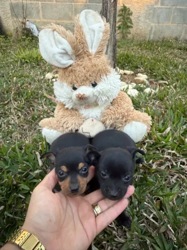 Pinscher machos 
