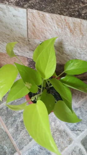 Vasinho de jiboia neon perfeita pra decorar sua bancada