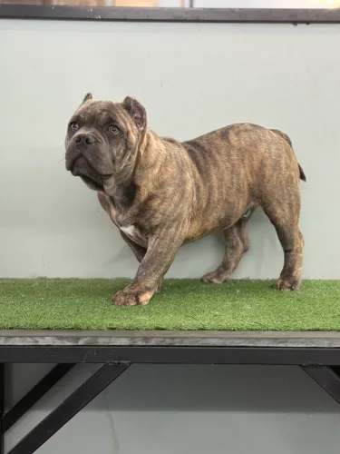 Filhote de American Bully 