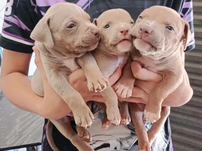 Cachorro 