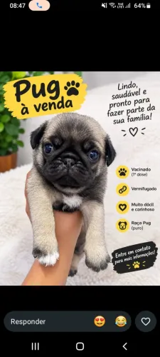 Filhote de pug