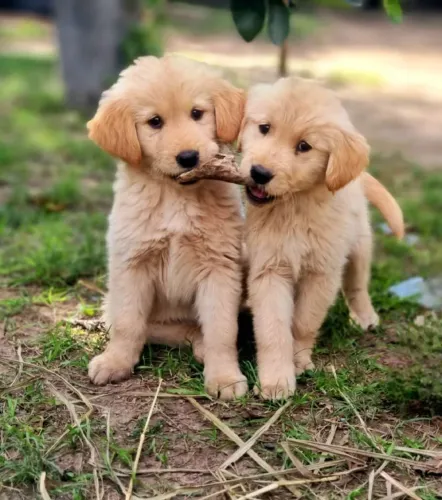 Golden Retriever