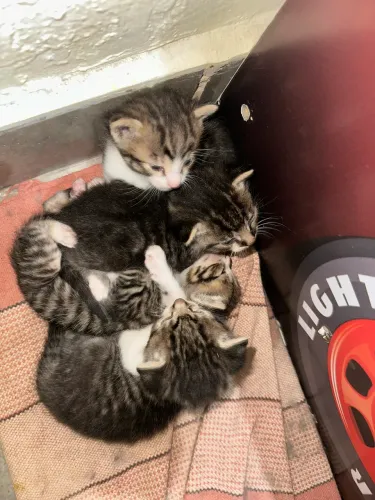 Doação de gatinhos