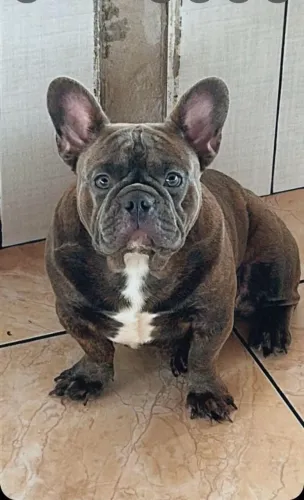 Bulldog francês adulto macho