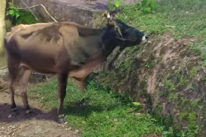 VENDO Vaca Jersey nova 3 anos 