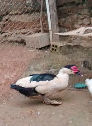 Pato canoa macho 