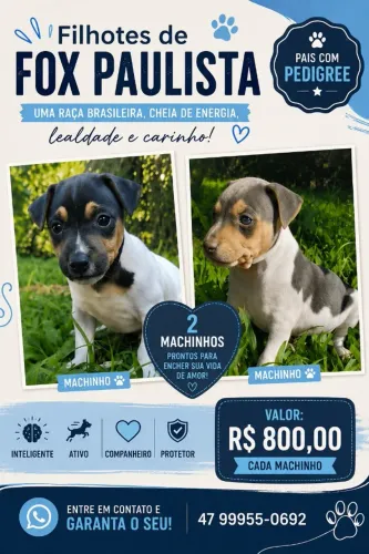 Fox Paulista