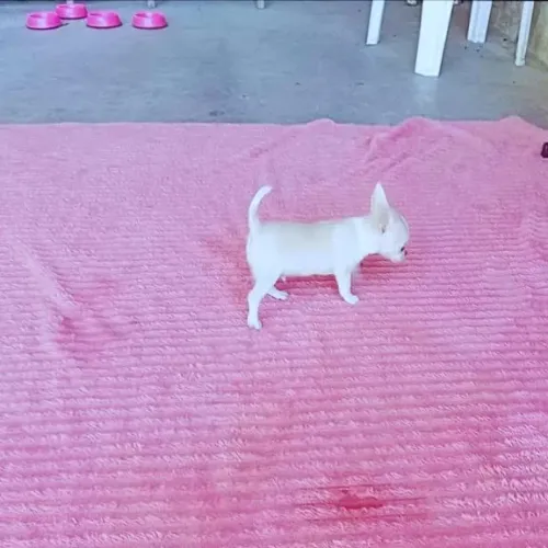 Filhote de chihuahua