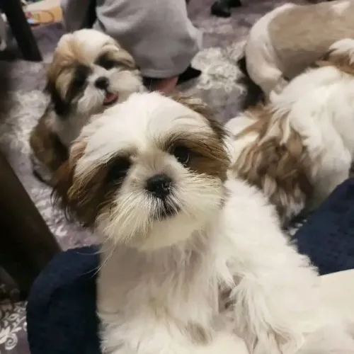 Filhotes de Shih Tzu | Mini fofuras disponíveis!