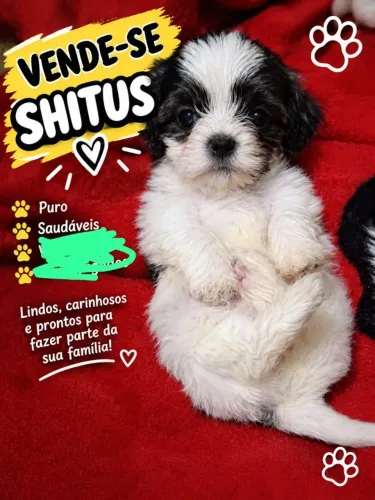 Cachorro