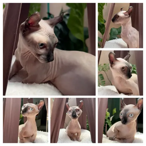 Filhote Sphynx Dwelf 