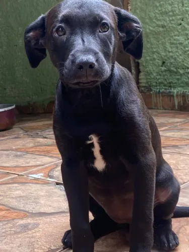 Filhotes pitbull com labrador