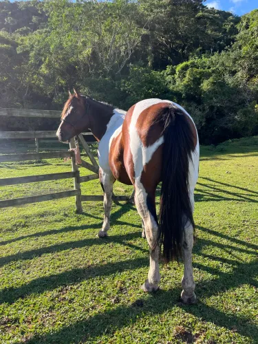 Cobertura cavalo paint horse