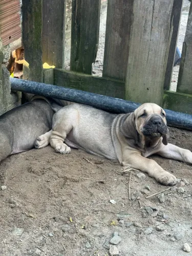Filhotes fila brasileiro