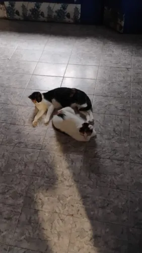 Adoção