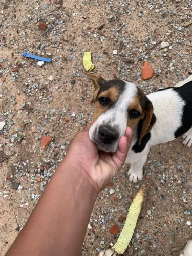 Cachorra caçadora pai e mãe no anúncio 