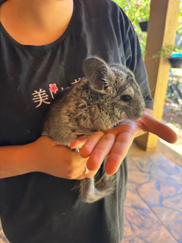 Chinchila jovem