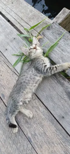Gato