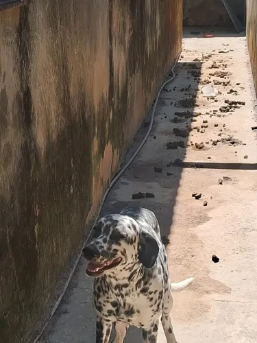 Vende um cachorro filhote de dálmatas