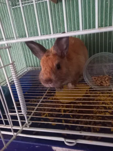Vendo coelho ? 