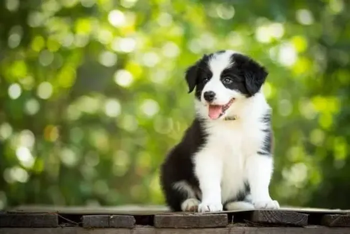 Border Collie
