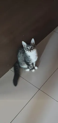 Gatinhos para adoção/doação