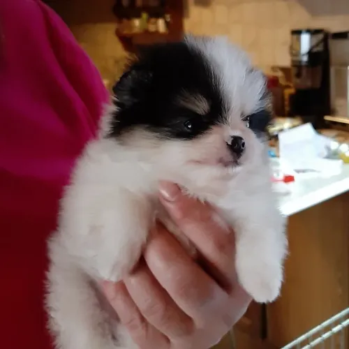 Lulu da Pomerânia ursinho