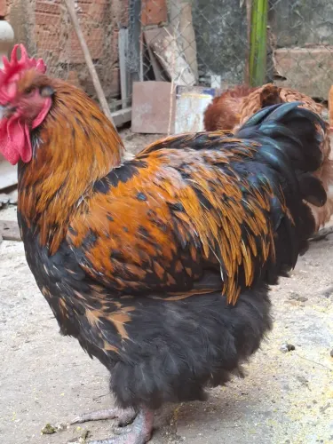 Galo