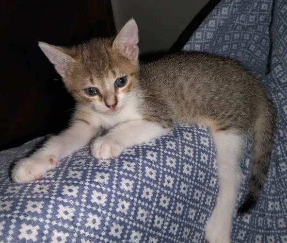 Gata Filhote para adoção 