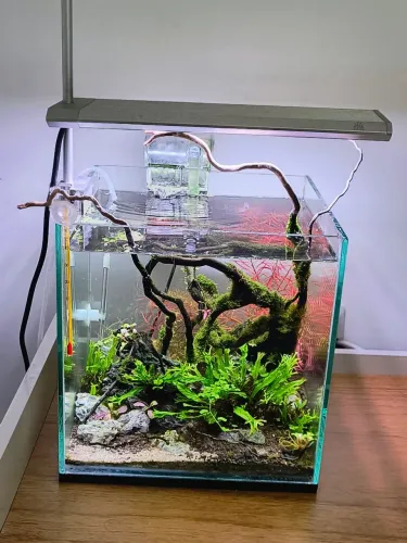 AQUARIO NANO PLANTADO