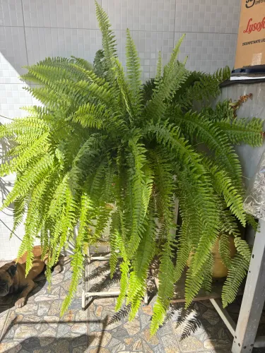 Samambaia
